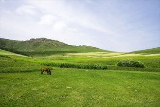 Bashang grassland in Inner Mongolia
