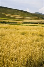 Bashang grassland in Inner Mongolia