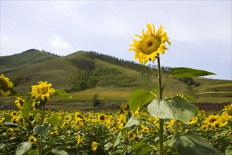 Bashang grassland in Inner Mongolia