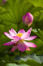 Lotus