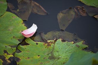 Lotus