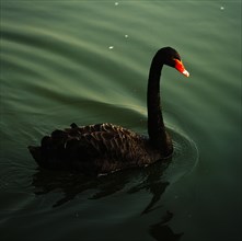 Black Swan