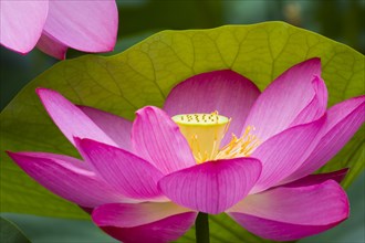 Lotus