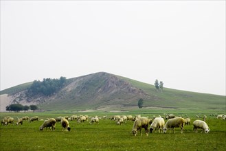 Bashang grassland in Inner Mongolia