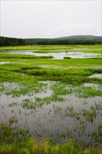 Bashang grassland in Inner Mongolia