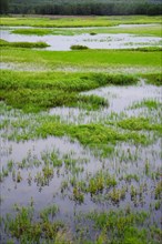 Bashang grassland in Inner Mongolia