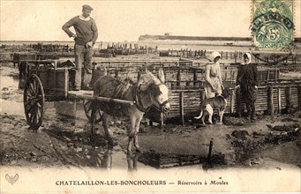 Ramassage des moules
Chatelaillon-Plage