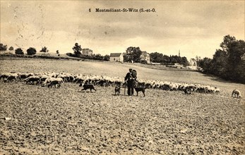 Montméllian,
Troupeau de moutons