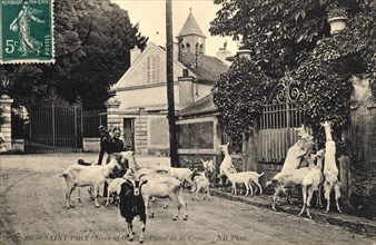 Saint-Prix,
Troupeau de chèvres