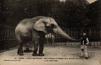 ANIMAUX-ELEPHANTS