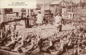 Challans, élevage de canards