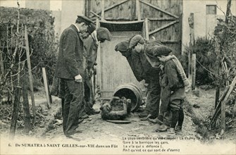 Saint-Gilles-Croix-de-Vie, chimpanzé découvert dans un tonneau en 1908