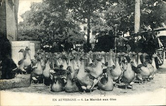 The goose market in Auvergne