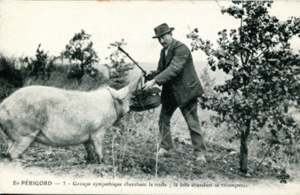 Périgord, cochon truffier et son maître