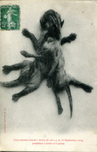 Chat monstre trouvé à Arrou le 25 septembre 1904