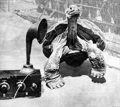 Turtle radio