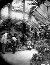 Greenhouse circa 1900