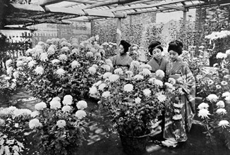 Japan. A chrysanthemum exhibition (1907)