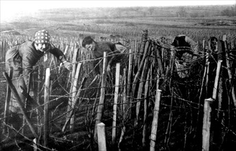 Première Guerre Mondiale. Près des lignes, en Champagne, taille de la vigne (1918)