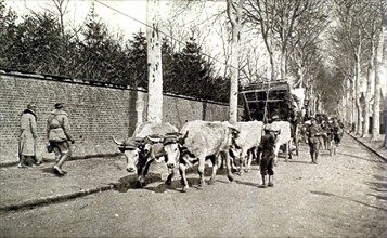 Première Guerre Mondiale. Population civile évacuée de la Somme sur les routes de l'Oise (1918)