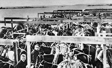 World War I. Austrians cross the Danube to take Serb peasants into captivity (1915)