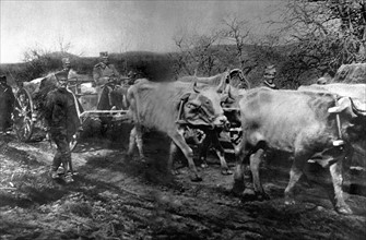 World War I. 
King Peter of Serbia leaving the territory of Old Serbia in an ox-drawn wagon, 1916