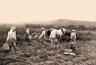 Première Guerre Mondiale.
Travailleurs indochinois dans les champs près du front, en 1916.