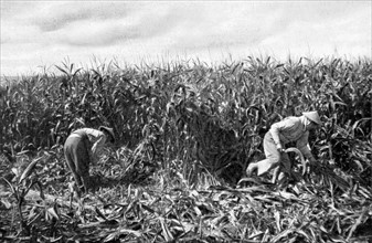 Travailleurs indochinois dans les champs près du front, en 1916.