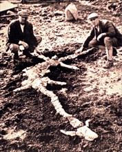 Squelette de plésiosaure, datant d'un million d'années environ, découvert dans le comté de Warwick, en Angleterre (1928)