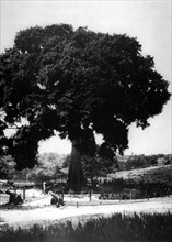 The 'Ceiba', an historical tree under which was signed the armistice of the Spanish-American War (1898)