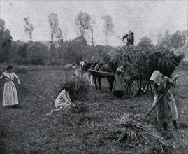 Harvesting at a school farm