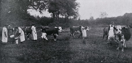 Milking at a school farm