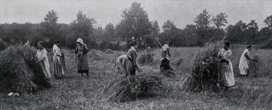 Harvesting at a school farm
