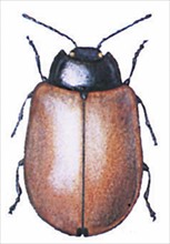 Chrysomèle du peuplier (Melasoma populi)