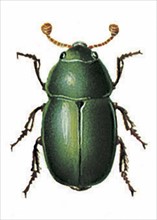 Pollen beetle, Blossom beetle or Rape beetle (Meligethes aeneus)