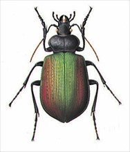 Calosoma sycophanta (ground beetle)