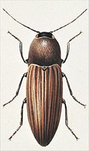 Click beetle (Agriotes lineatus)