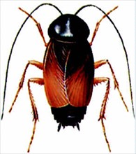 Oriental cockroach (Blatta orientalis)