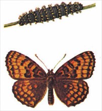 Heath Fritillary (Melitaea athalia)