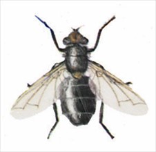 Bluebottle blowfly (Calliphora erythrocephala)