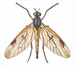 Down-looker fly (Rhagio scolopacea)