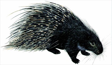 North African porcupine