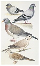 Different pigeons species (Columba livia)