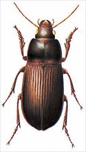 Corn ground beetle, or cereal ground beetle ; (Zabrus tenebrioides)