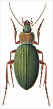 Carabus auratus