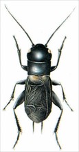 Field cricket (Gryllus campestris)