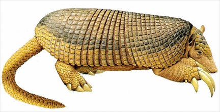 Armadillo (Priodontes giganteus)