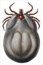 Tick (Ixodes ricinus)