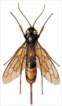 Giant horntail or giant wood wasp (Uroceras gigas)