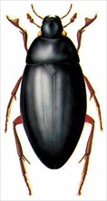 Great Silver Beetle (Hydrous piceus)